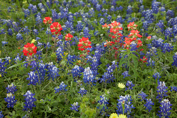 Bluebonnets and Paintbrushes