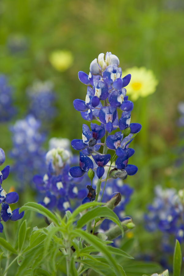 Lone Bluebonnet