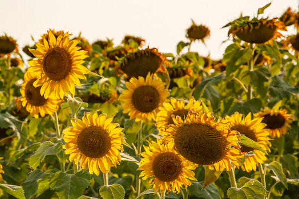 Sunflower Family