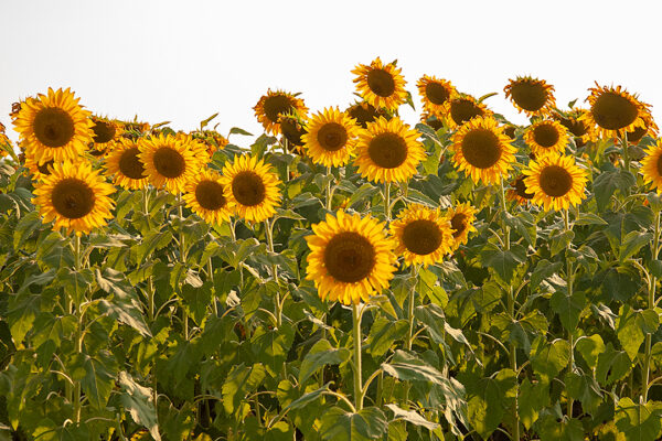 Sunflower Generations