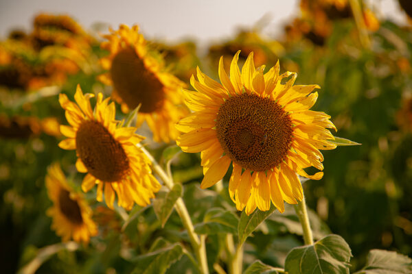 Sunflower Siblings