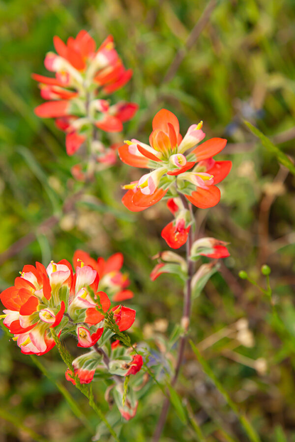 Indian Paintbrush