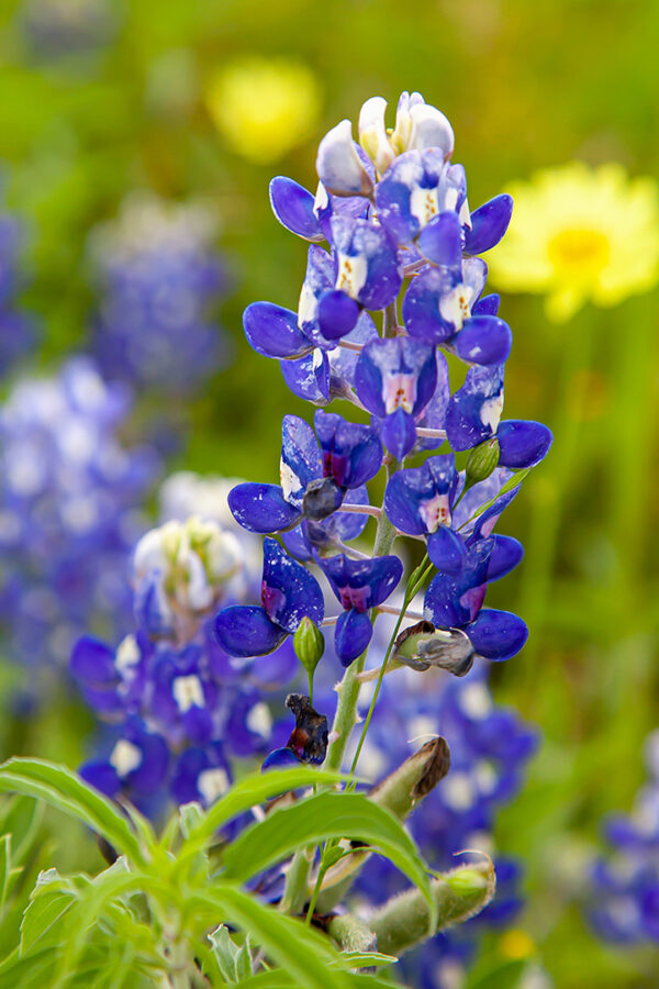 Lone Star Bluebonnet