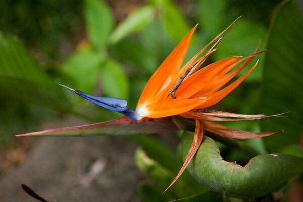 Bird of Paradise